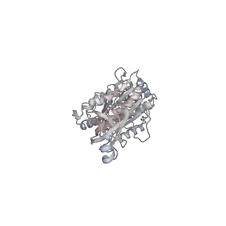 10524_6tmk_E2_v1-1
Cryo-EM structure of Toxoplasma gondii mitochondrial ATP synthase dimer, composite model