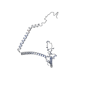 10525_6tml_D8_v1-1
Cryo-EM structure of Toxoplasma gondii mitochondrial ATP synthase hexamer, composite model