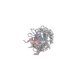 10525_6tml_E4_v1-1
Cryo-EM structure of Toxoplasma gondii mitochondrial ATP synthase hexamer, composite model