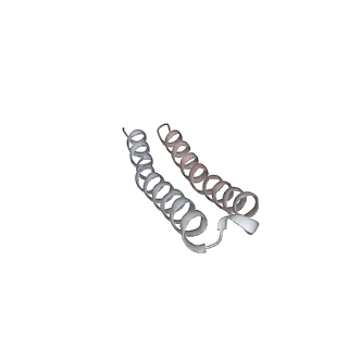 10525_6tml_I1_v1-1
Cryo-EM structure of Toxoplasma gondii mitochondrial ATP synthase hexamer, composite model