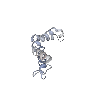 10525_6tml_I7_v1-1
Cryo-EM structure of Toxoplasma gondii mitochondrial ATP synthase hexamer, composite model