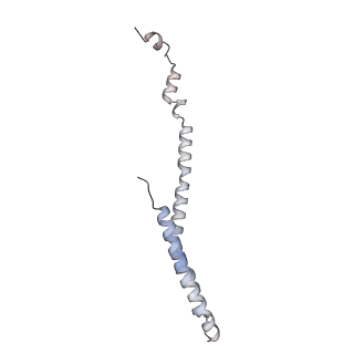 10525_6tml_K8_v1-1
Cryo-EM structure of Toxoplasma gondii mitochondrial ATP synthase hexamer, composite model