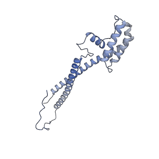 10525_6tml_L7_v1-1
Cryo-EM structure of Toxoplasma gondii mitochondrial ATP synthase hexamer, composite model