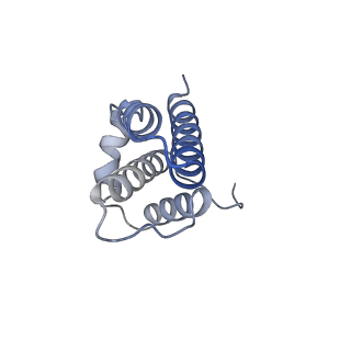 10525_6tml_p7_v1-1
Cryo-EM structure of Toxoplasma gondii mitochondrial ATP synthase hexamer, composite model