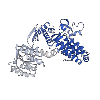 10528_6tmv_C_v1-1
Structure of the chaperonin gp146 from the bacteriophage EL (Pseudomonas aeruginosa) in the apo state
