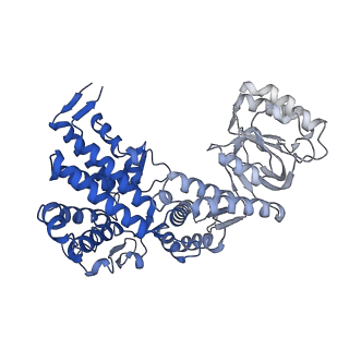 10528_6tmv_I_v1-1
Structure of the chaperonin gp146 from the bacteriophage EL (Pseudomonas aeruginosa) in the apo state