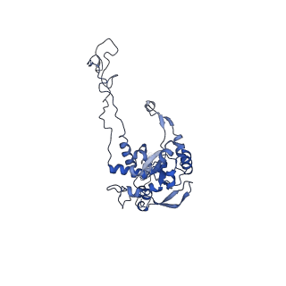 25994_7tm3_C_v1-3
Structure of the rabbit 80S ribosome stalled on a 2-TMD Rhodopsin intermediate in complex with the multipass translocon
