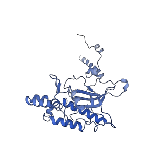 25994_7tm3_D_v1-3
Structure of the rabbit 80S ribosome stalled on a 2-TMD Rhodopsin intermediate in complex with the multipass translocon
