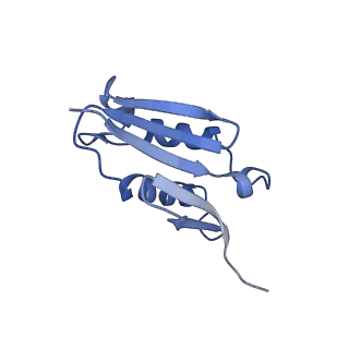 25994_7tm3_U_v1-3
Structure of the rabbit 80S ribosome stalled on a 2-TMD Rhodopsin intermediate in complex with the multipass translocon