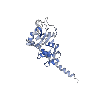10537_6tnu_BO_v1-1
Yeast 80S ribosome in complex with eIF5A and decoding A-site and P-site tRNAs.