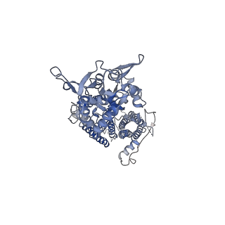26011_7tnj_B_v1-2
Complex NNNN of AMPA-subtype iGluR GluA2 in complex with auxiliary subunit gamma2 (Stargazin) at low glutamate concentration (20 uM) in the presence of cyclothiazide (100 uM)