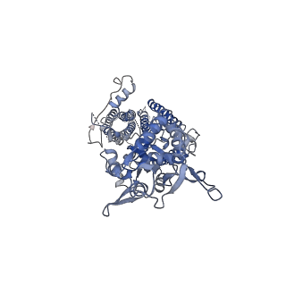 26011_7tnj_D_v1-2
Complex NNNN of AMPA-subtype iGluR GluA2 in complex with auxiliary subunit gamma2 (Stargazin) at low glutamate concentration (20 uM) in the presence of cyclothiazide (100 uM)