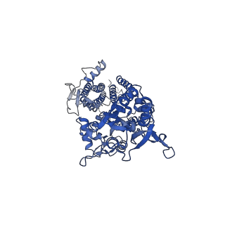 26013_7tnl_D_v1-2
Complex GNGN1 of AMPA-subtype iGluR GluA2 in complex with auxiliary subunit gamma2 (Stargazin) at low glutamate concentration (20 uM) in the presence of cyclothiazide (100 uM)