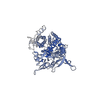26015_7tnn_D_v1-2
Complex GGNN of AMPA-subtype iGluR GluA2 in complex with auxiliary subunit gamma2 (Stargazin) at low glutamate concentration (20 uM) in the presence of cyclothiazide (100 uM)
