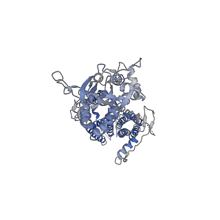 26017_7tnp_B_v1-2
Complex GGGG of AMPA-subtype iGluR GluA2 in complex with auxiliary subunit gamma2 (Stargazin) at low glutamate concentration (20 uM) in the presence of cyclothiazide (100 uM)