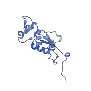 26037_7tos_L13_v1-2
E. coli 70S ribosomes bound with the ALS/FTD-associated dipeptide repeat protein PR20