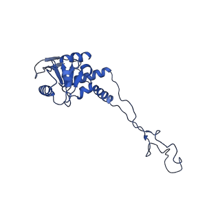 10543_6tpq_Y_v1-2
RNase M5 bound to 50S ribosome with precursor 5S rRNA