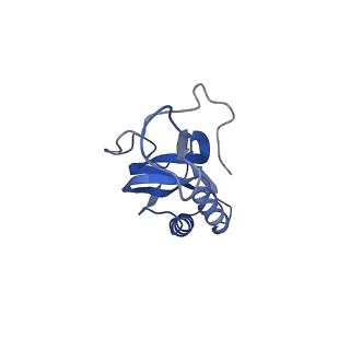 10543_6tpq_f_v1-2
RNase M5 bound to 50S ribosome with precursor 5S rRNA