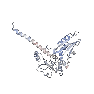26063_7tpt_D_v1-1
Single-particle Cryo-EM structure of Arp2/3 complex at branched-actin junction.