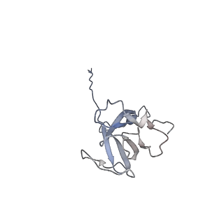 10554_6tql_B_v1-3
Cryo-EM of elastase-treated human uromodulin (UMOD)/Tamm-Horsfall protein (THP) filament
