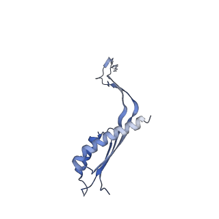 10560_6tre_5_v1-0
Structure of the RBM3/collar region of the Salmonella flagella MS-ring protein FliF with 32-fold symmetry applied