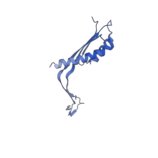 10560_6tre_P_v1-0
Structure of the RBM3/collar region of the Salmonella flagella MS-ring protein FliF with 32-fold symmetry applied