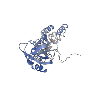 26085_7trc_C_v1-2
Human telomerase H/ACA RNP at 3.3 Angstrom