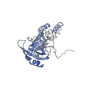 26085_7trc_C_v1-3
Human telomerase H/ACA RNP at 3.3 Angstrom