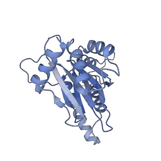 10586_6tu3_D_v1-0
Rat 20S proteasome