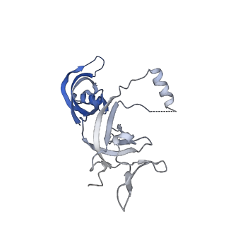 10595_6tut_G_v1-2
Cryo-EM structure of the RNA Polymerase III-Maf1 complex