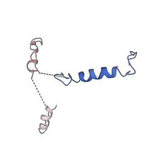 10595_6tut_Q_v1-2
Cryo-EM structure of the RNA Polymerase III-Maf1 complex