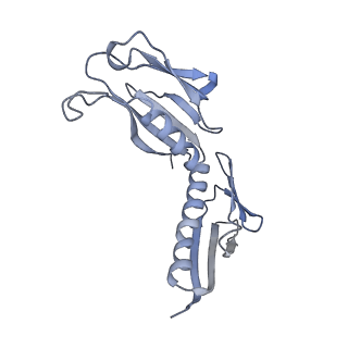26133_7tut_H_v1-2
Structure of the rabbit 80S ribosome stalled on a 4-TMD Rhodopsin intermediate in complex with the multipass translocon