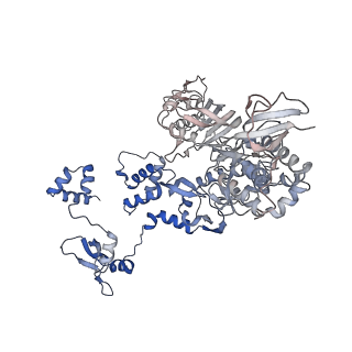 10603_6tw1_C_v1-1
Bat Influenza A polymerase termination complex with pyrophosphate using 44-mer vRNA template with mutated oligo(U) sequence