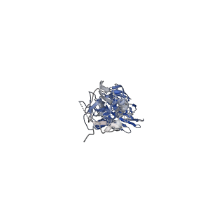 26202_7tz5_A_v1-3
Cryo-EM structure of antibody TJ5-5 bound to H3 COBRA TJ5 hemagglutinin