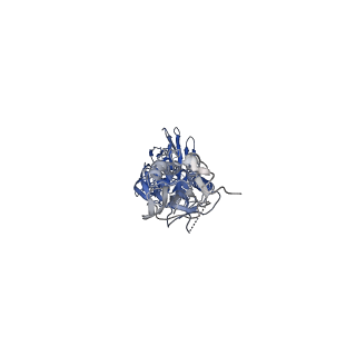 26202_7tz5_C_v1-3
Cryo-EM structure of antibody TJ5-5 bound to H3 COBRA TJ5 hemagglutinin