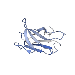 26202_7tz5_L_v1-3
Cryo-EM structure of antibody TJ5-5 bound to H3 COBRA TJ5 hemagglutinin