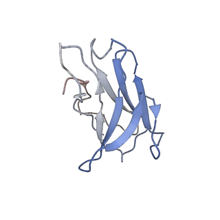 26202_7tz5_N_v1-3
Cryo-EM structure of antibody TJ5-5 bound to H3 COBRA TJ5 hemagglutinin