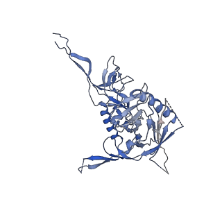 20605_6u0l_C_v1-1
Asymmetrically open conformational state (Class I) of HIV-1 Env trimer BG505 SOSIP.664 in complex with sCD4 and E51 Fab