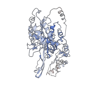 20607_6u0m_3_v2-0
Structure of the S. cerevisiae replicative helicase CMG in complex with a forked DNA