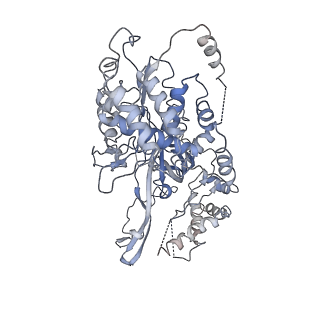 20607_6u0m_3_v2-1
Structure of the S. cerevisiae replicative helicase CMG in complex with a forked DNA