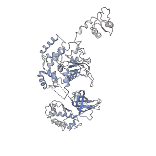 20607_6u0m_4_v1-0
Structure of the S. cerevisiae replicative helicase CMG in complex with a forked DNA