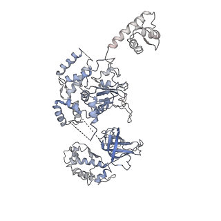20607_6u0m_4_v2-0
Structure of the S. cerevisiae replicative helicase CMG in complex with a forked DNA