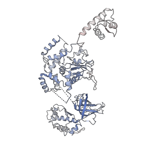 20607_6u0m_4_v2-1
Structure of the S. cerevisiae replicative helicase CMG in complex with a forked DNA