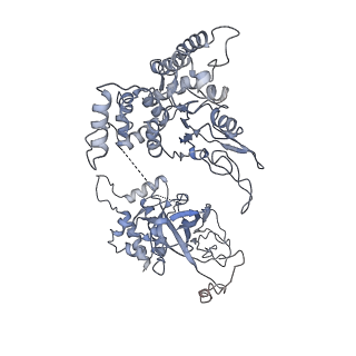 20607_6u0m_6_v2-1
Structure of the S. cerevisiae replicative helicase CMG in complex with a forked DNA