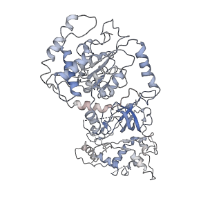 20607_6u0m_7_v1-0
Structure of the S. cerevisiae replicative helicase CMG in complex with a forked DNA