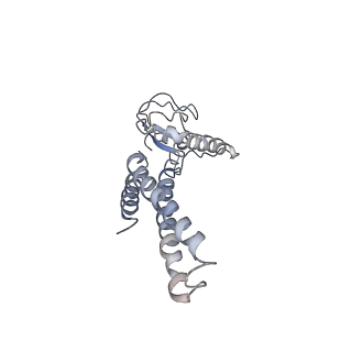 20607_6u0m_A_v1-0
Structure of the S. cerevisiae replicative helicase CMG in complex with a forked DNA