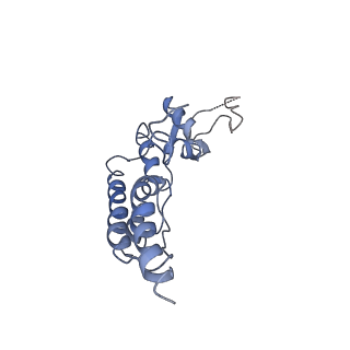 20607_6u0m_B_v1-0
Structure of the S. cerevisiae replicative helicase CMG in complex with a forked DNA