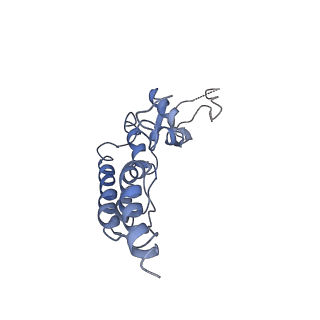 20607_6u0m_B_v2-0
Structure of the S. cerevisiae replicative helicase CMG in complex with a forked DNA