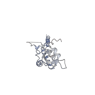20607_6u0m_C_v1-0
Structure of the S. cerevisiae replicative helicase CMG in complex with a forked DNA