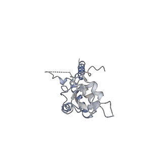 20607_6u0m_C_v2-0
Structure of the S. cerevisiae replicative helicase CMG in complex with a forked DNA